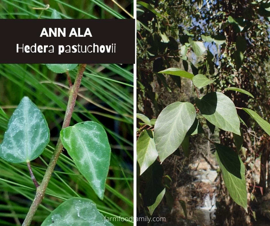 Pastukhov’s ivy (Hedera pastuchovii)
