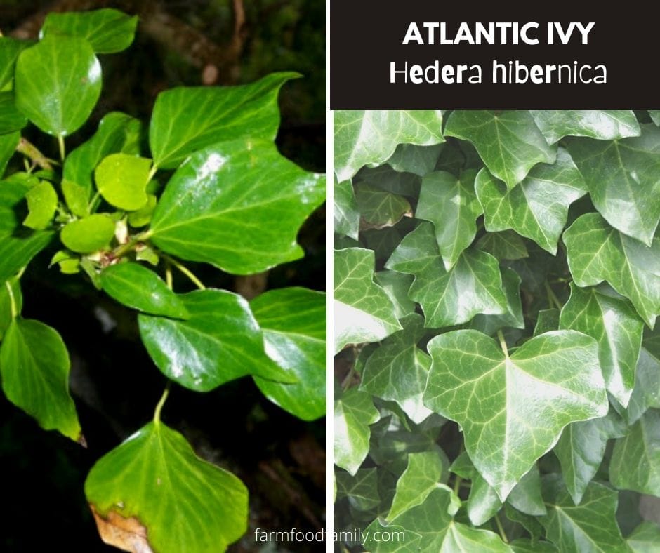 Atlantic ivy (Hedera hibernica)