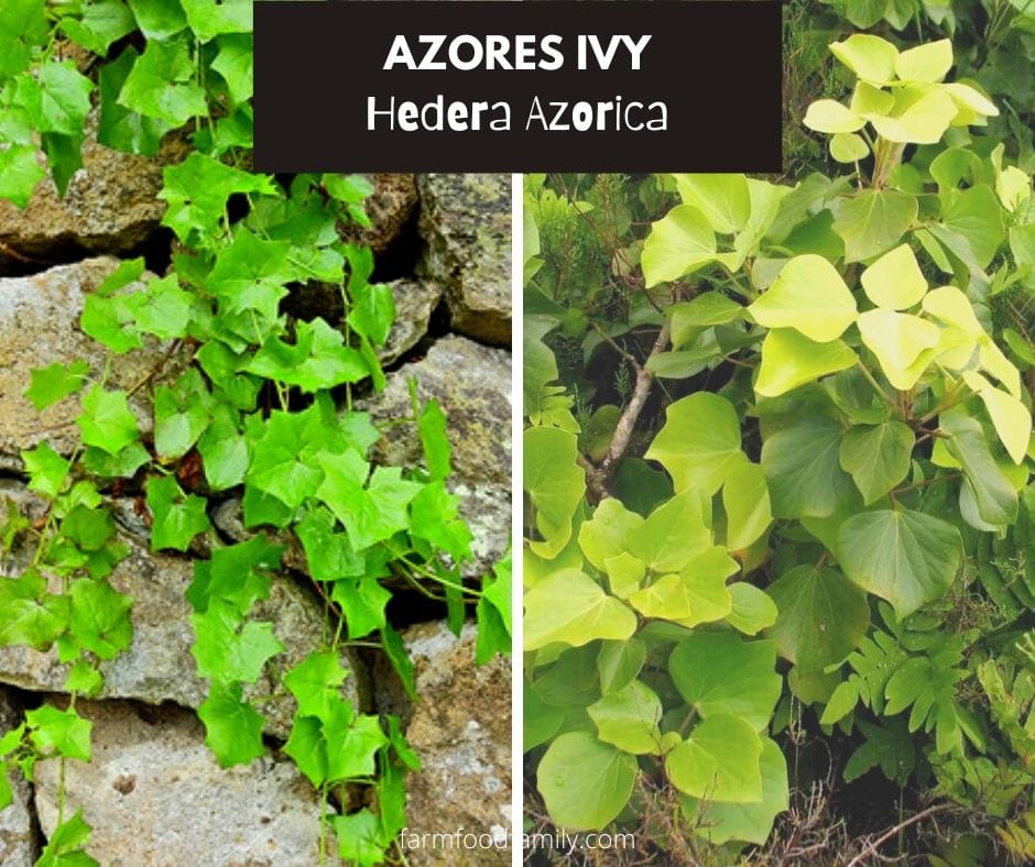 Azores ivy (Hedera azorica)