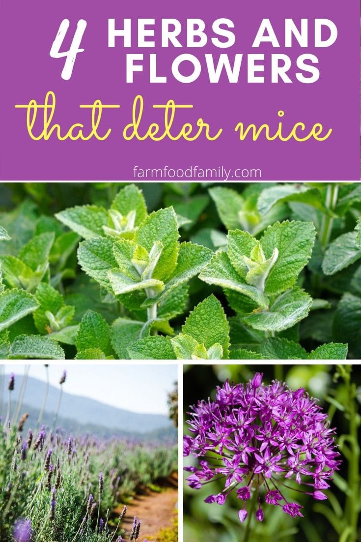 best plants deter mice 1
