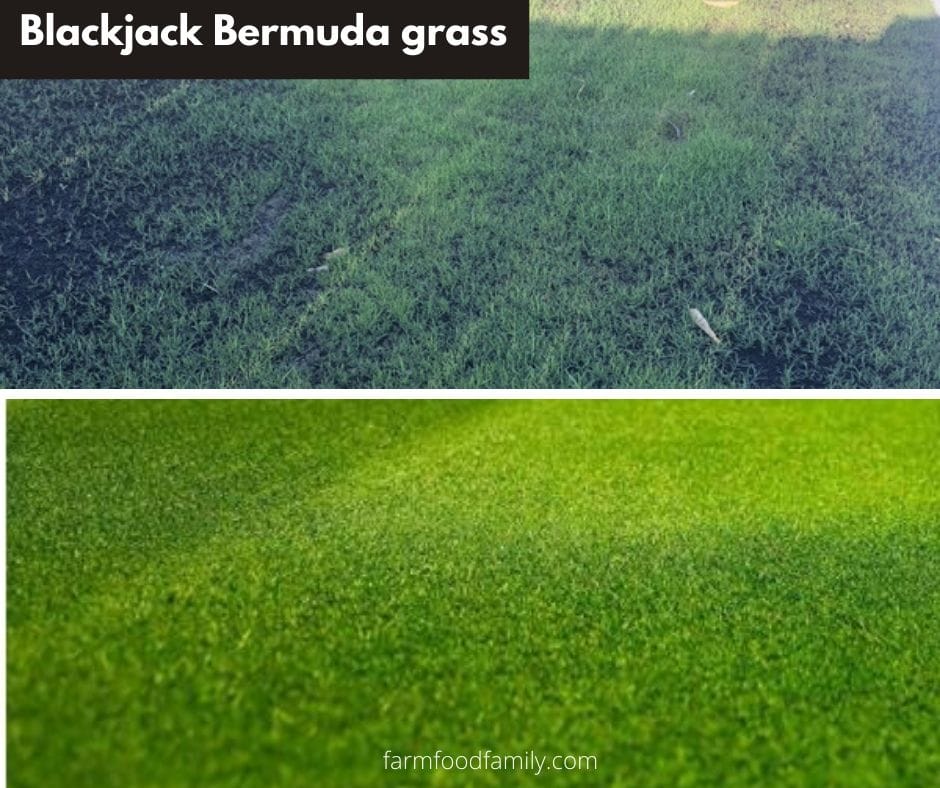 Blackjack Bermuda grass