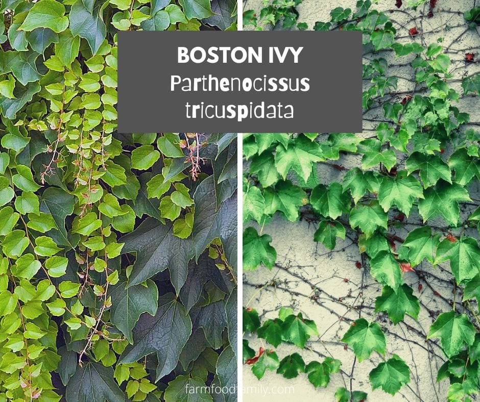 Boston ivy (Parthenocissus tricuspidata)
