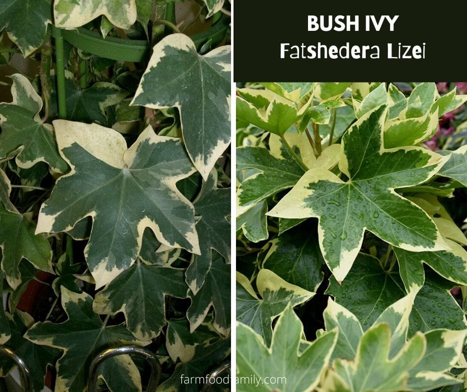 Bush ivy (Fatshedera Lizei)