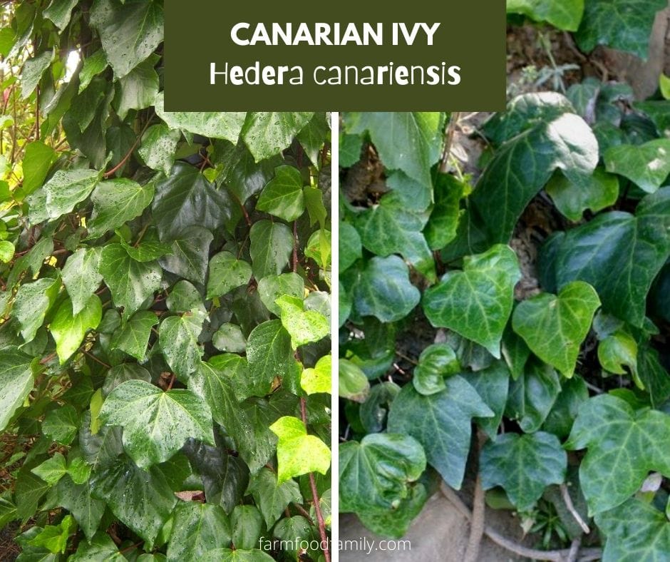 Canarian ivy (Hedera canariensis)