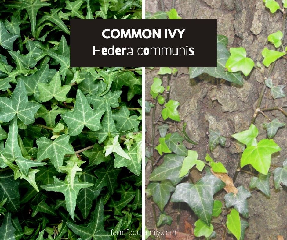 Common ivy (Hedera helix; Hedera communis)