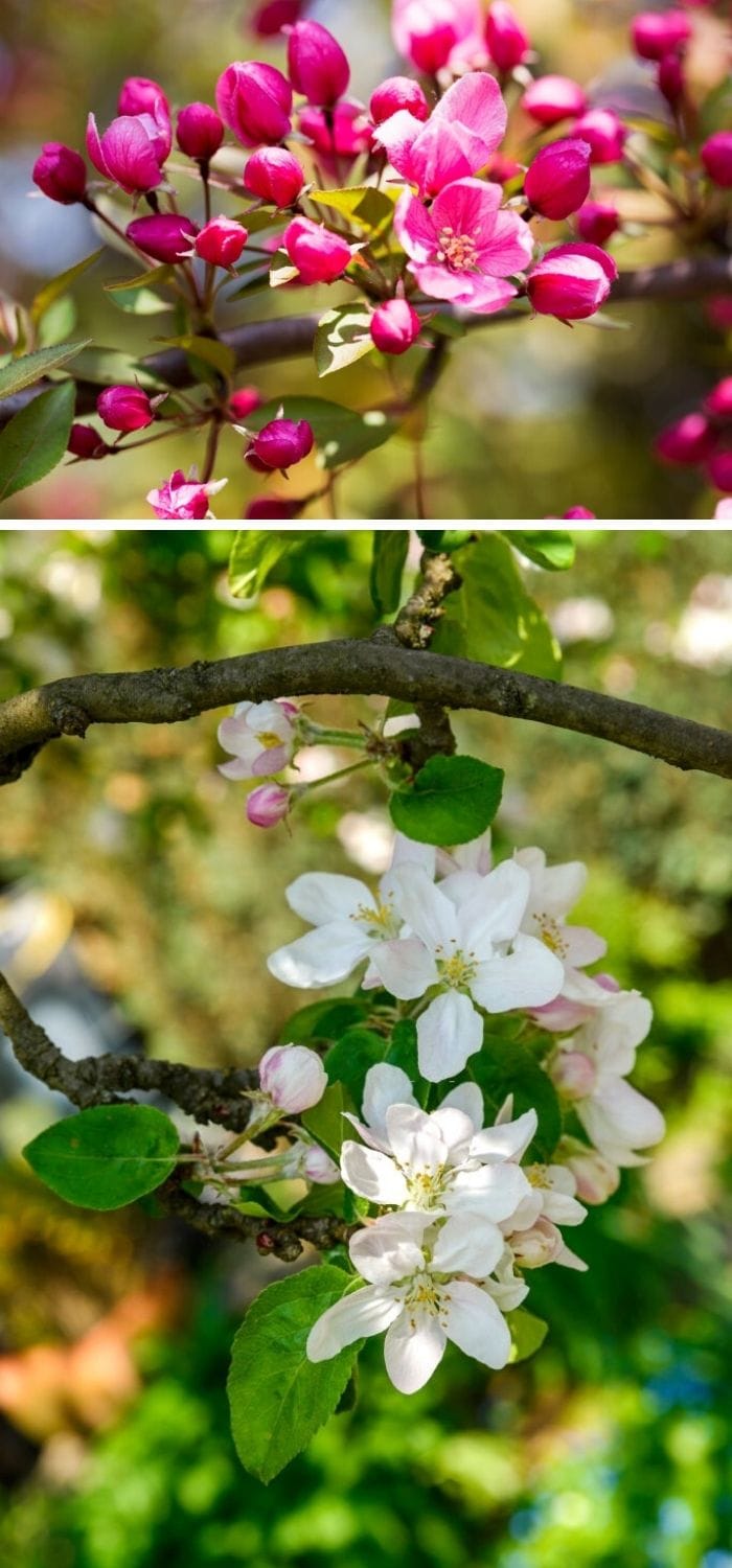 When do crabapple trees bloom?