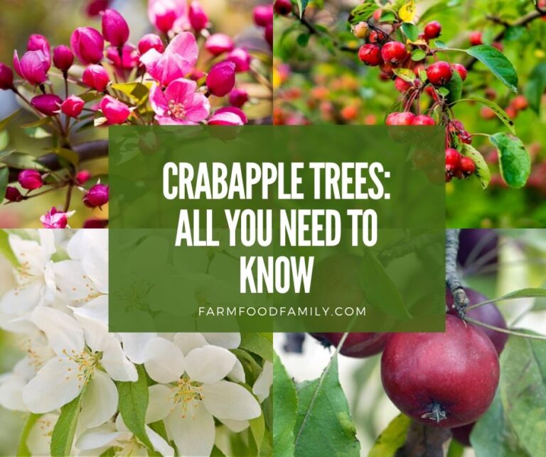 A Comprehensive Guide to All Things Crabapple Trees