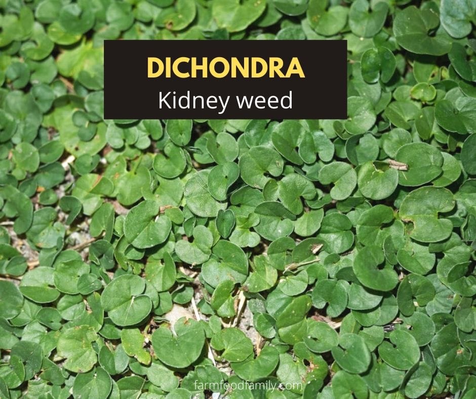 Dichondra - Kidney weed