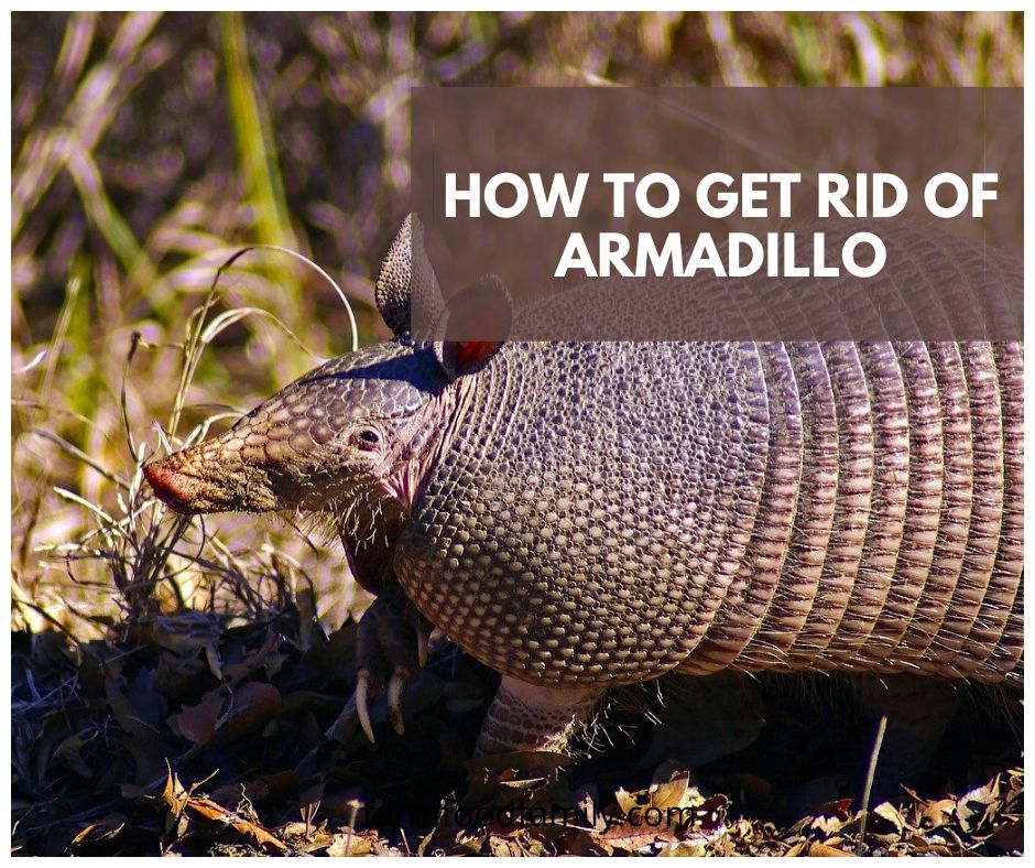 get rid of armadillo
