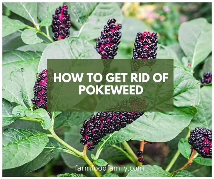 How to get rid of pokeweed in natural ways