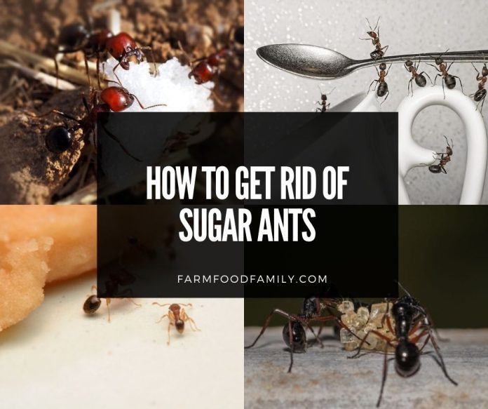 How to get rid of sugar ants