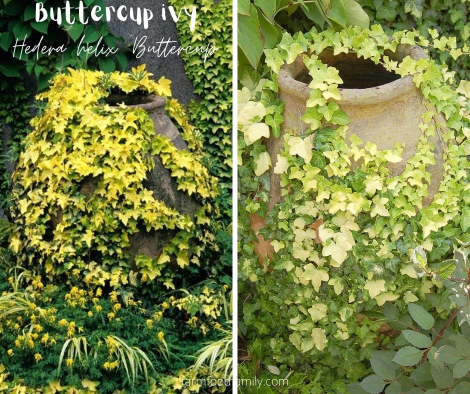 Buttercup ivy (Hedera helix 'Buttercup')
