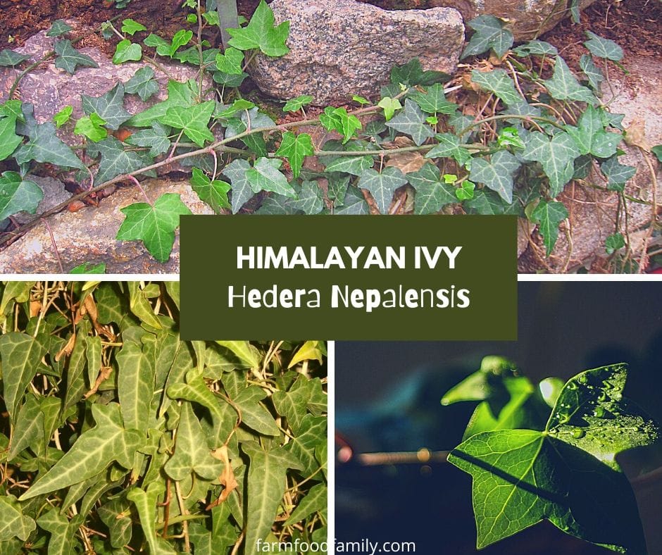 Himalayan ivy (Hedera Nepalensis)