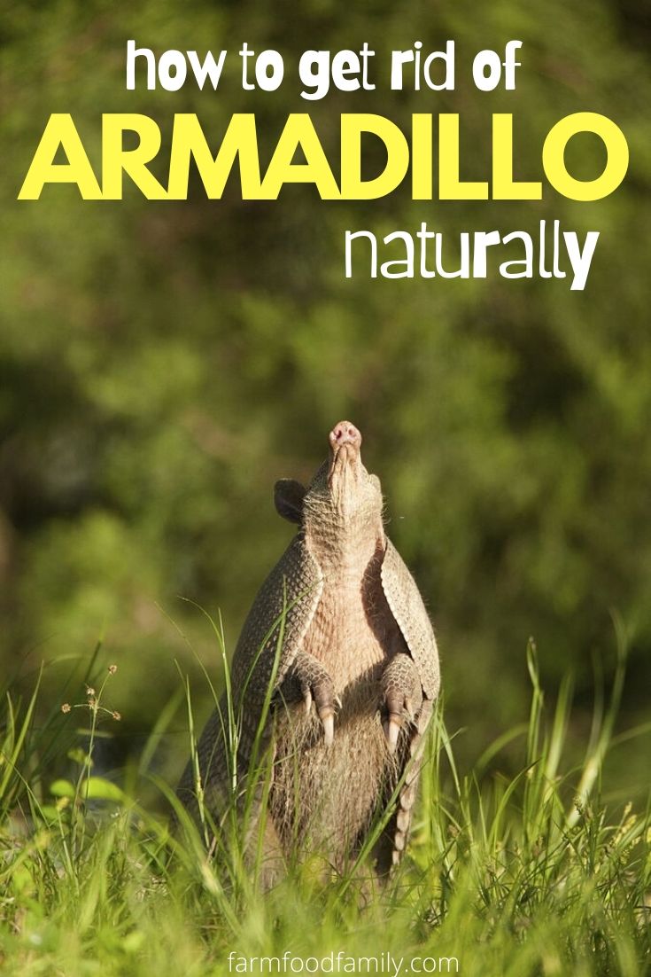 How to get rid of armadillo naturally