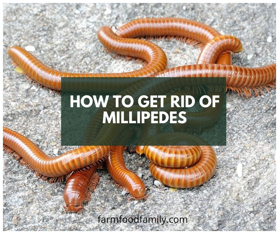 How To Get Rid Of Millipedes 6 Natural Ways Farm Food Family - How To Get Rid Of Earthworms In Your Bathroom