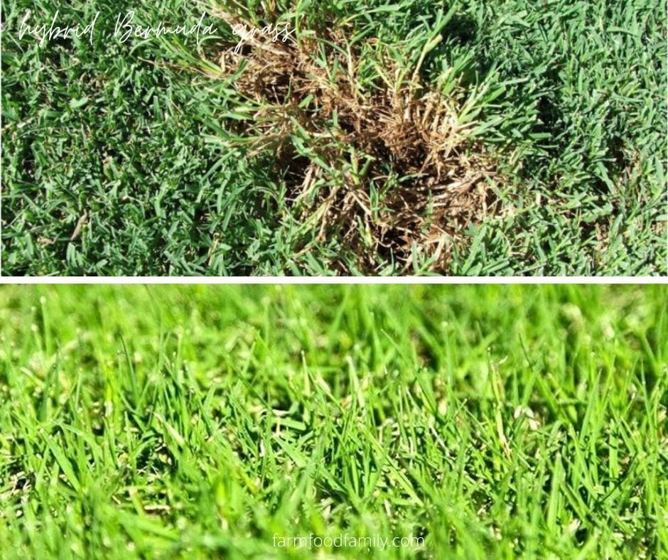 Hybrid Bermuda grass