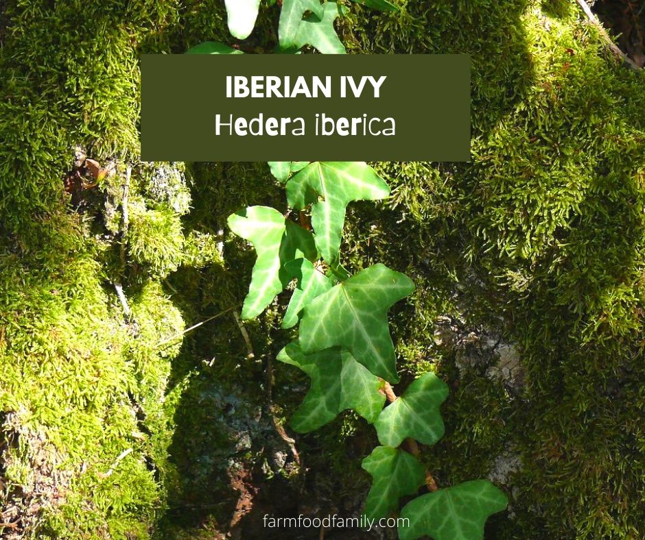 Iberian ivy (Hedera iberica)