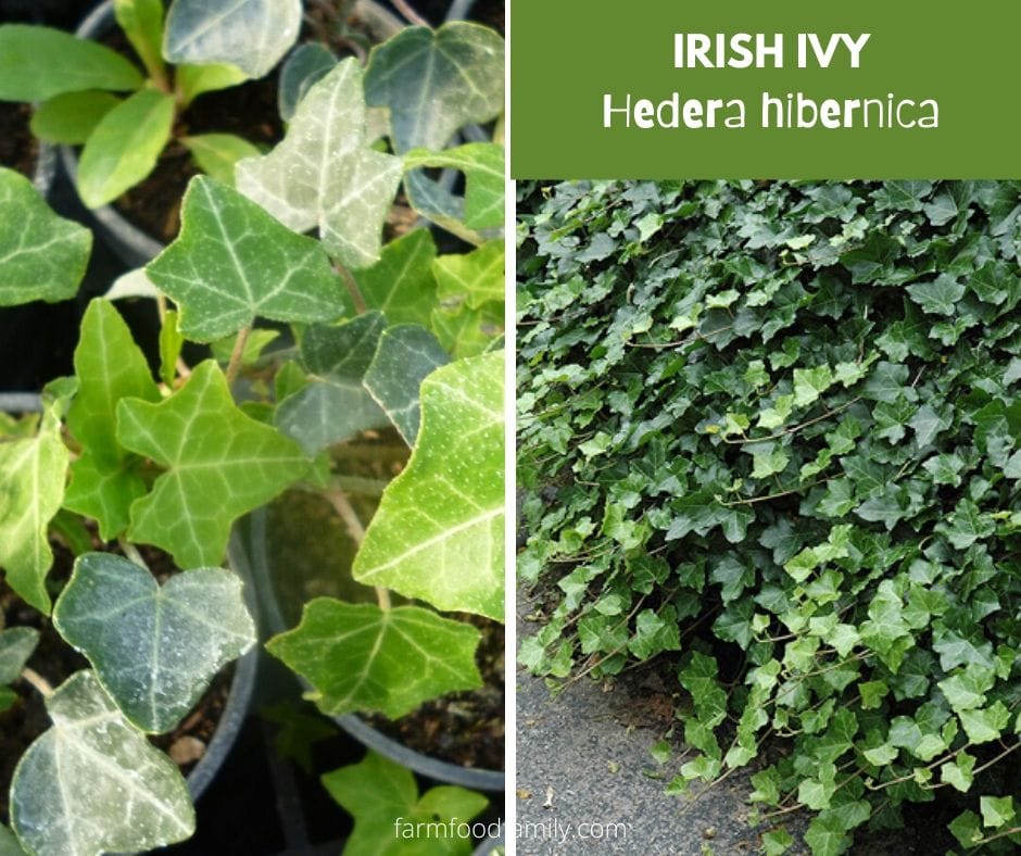 Irish ivy (Hedera Hibernica)