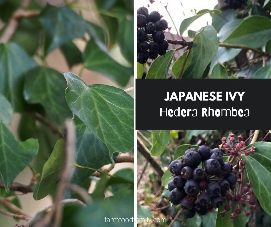 Japanese ivy (Hedera Rhombea)