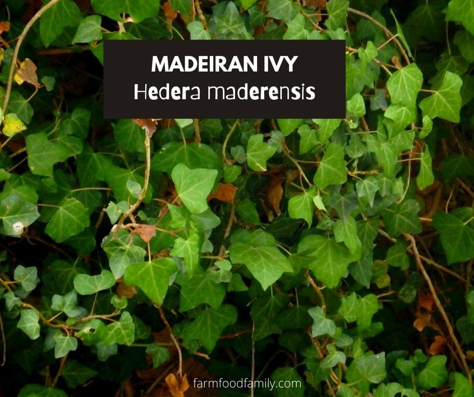 Madeiran ivy (Hedera maderensis)