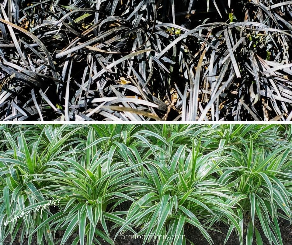 Mondo grass (Ophiopogon japonicus)