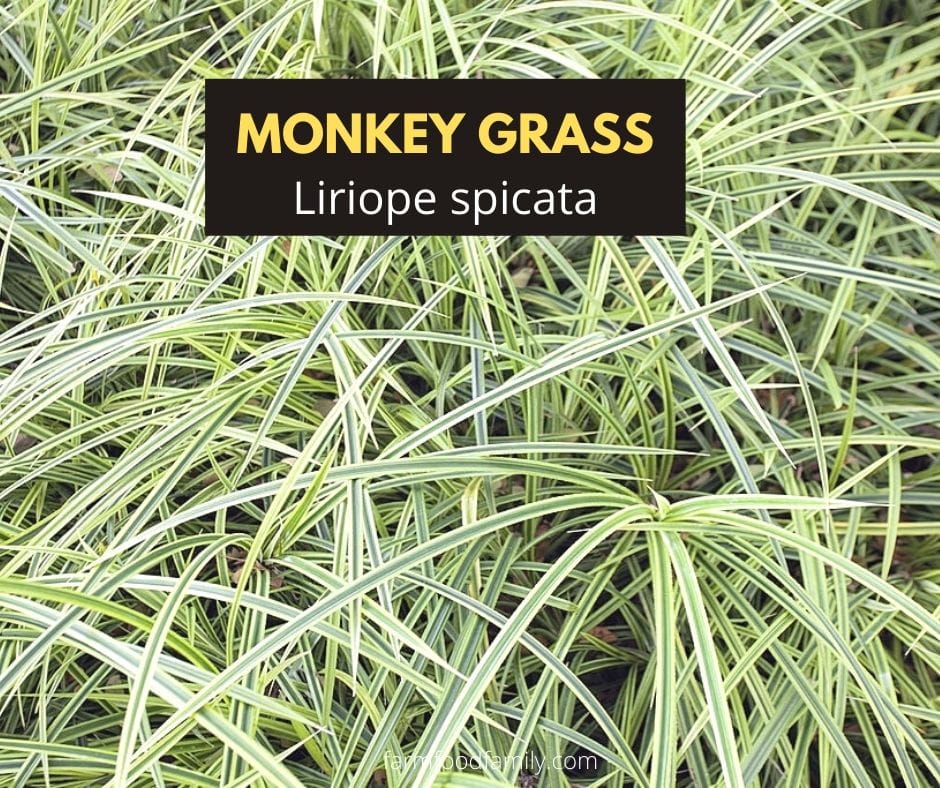 Monkey grass (Liriope spicata)