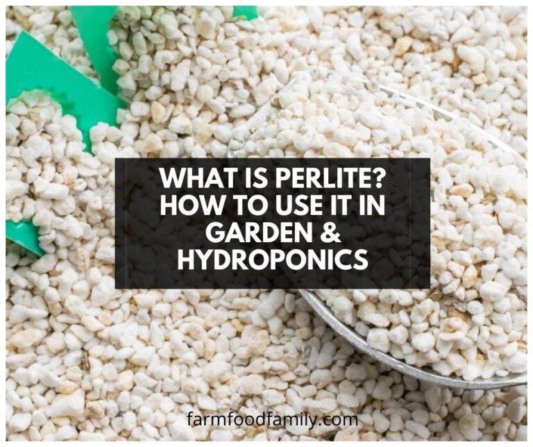 Gardening and Hydroponics: What Is Perlite?
