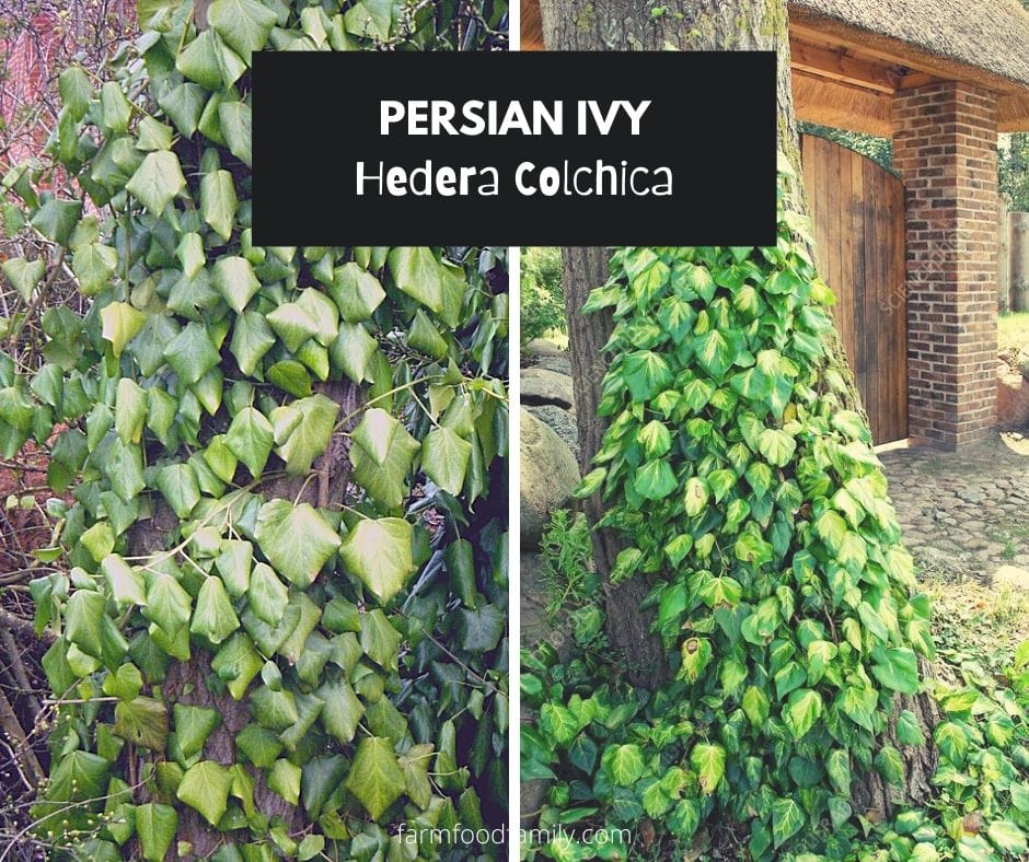 Persian ivy (Hedera Colchica)