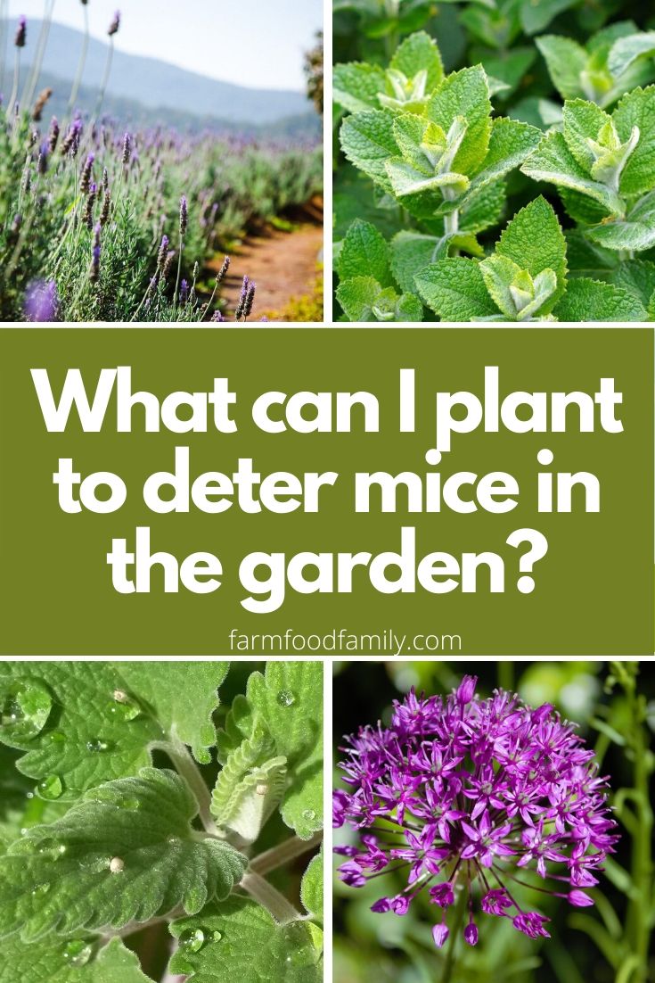 What Plants Repel Mice? 