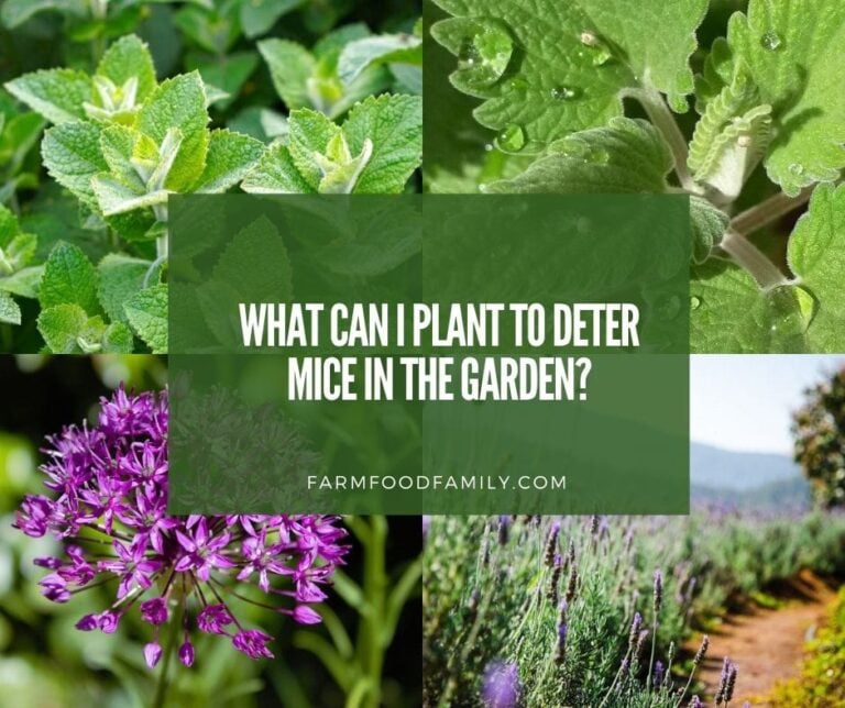 24 Best Plants That Repel Mice and Rats – Top Picks for 2026