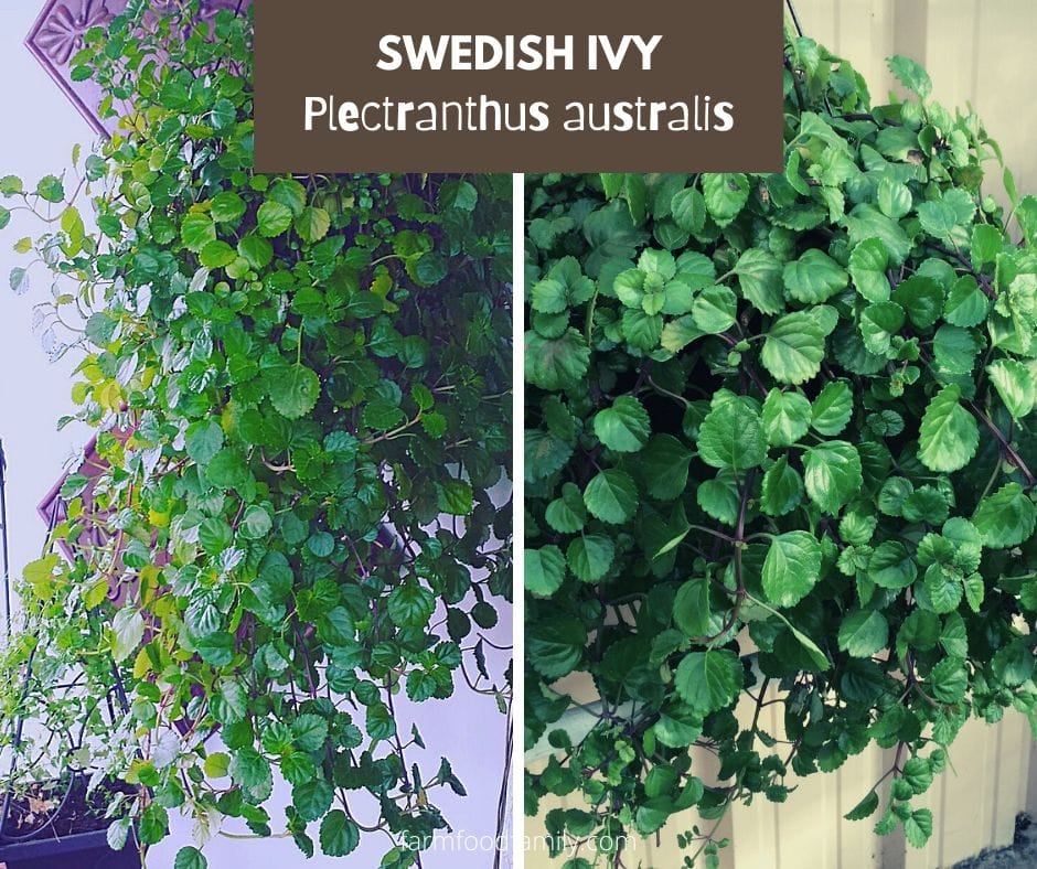 Swedish ivy (Plectranthus australis)
