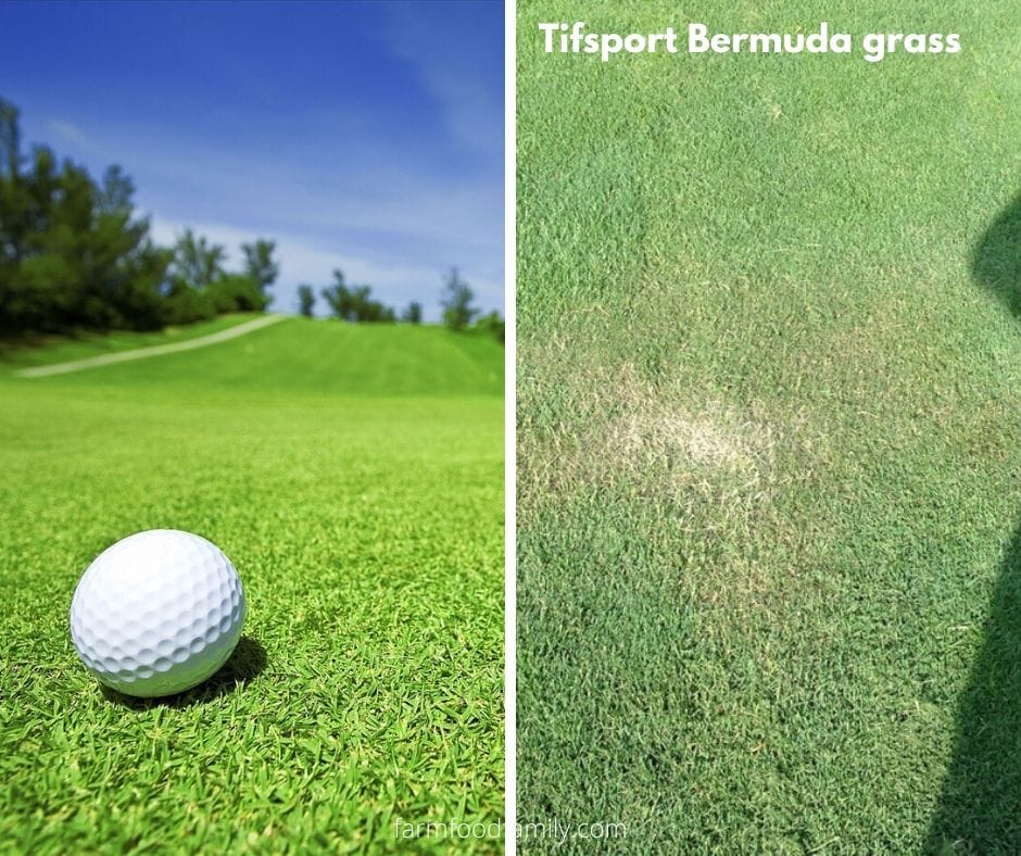 TifSport Bermuda grass