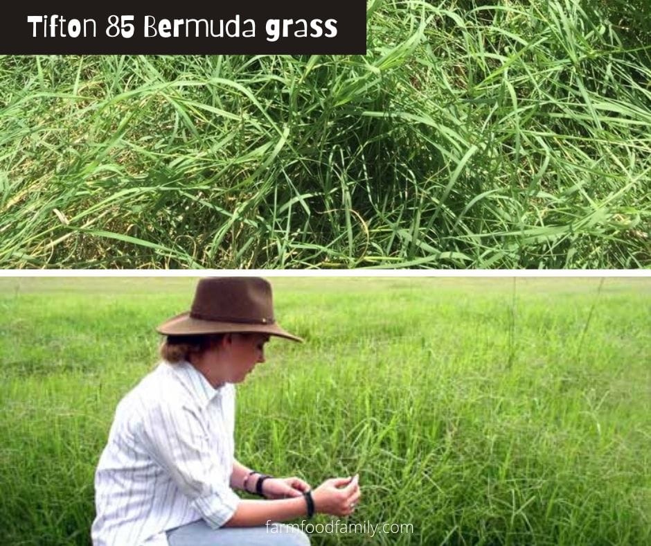 Types of Bermuda grass: Tifton 85 Bermuda grass