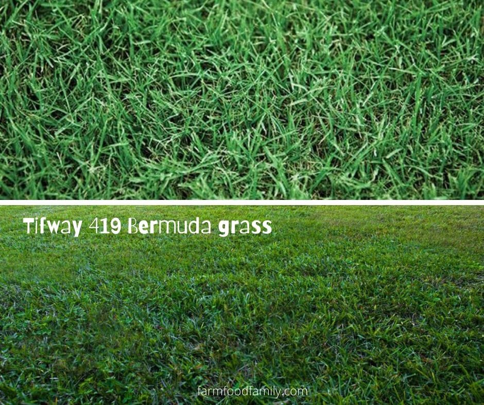 Types of Bermuda grass: Tifway 419 Bermuda grass