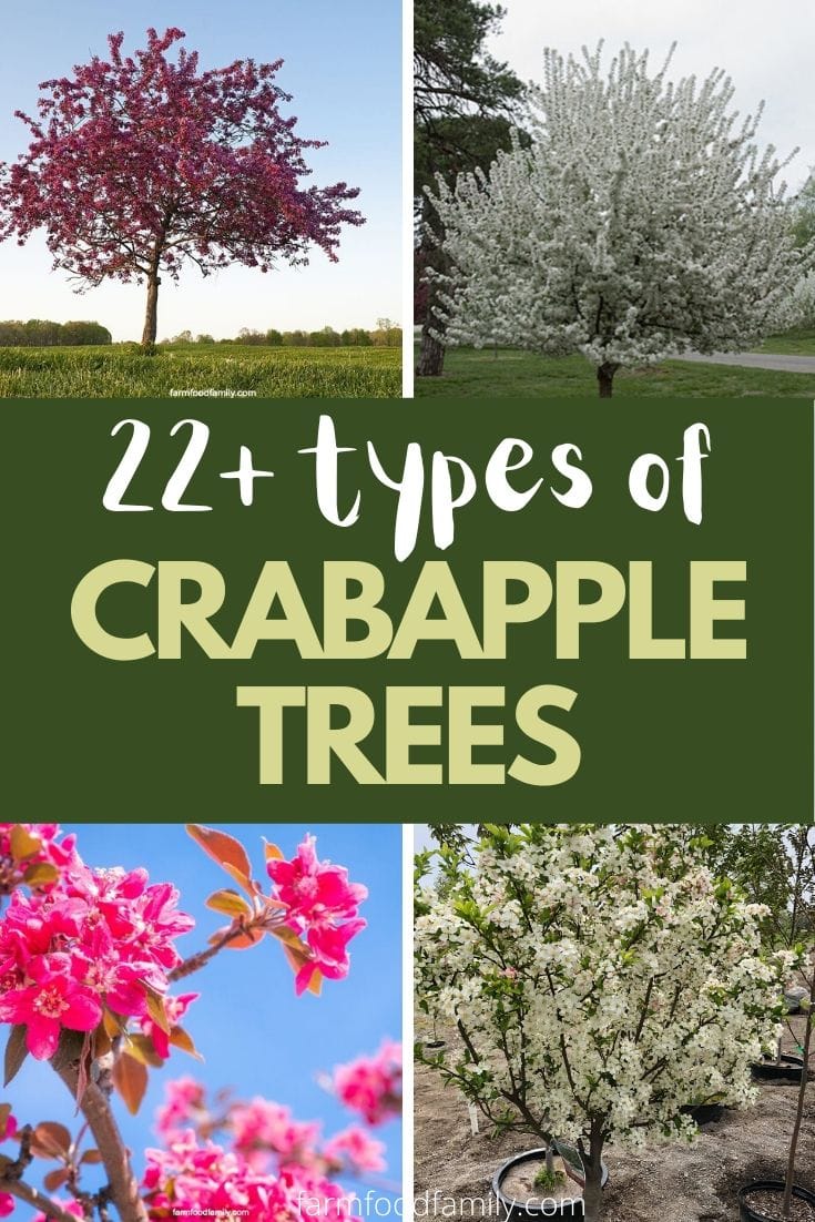 Types of crabapple tree