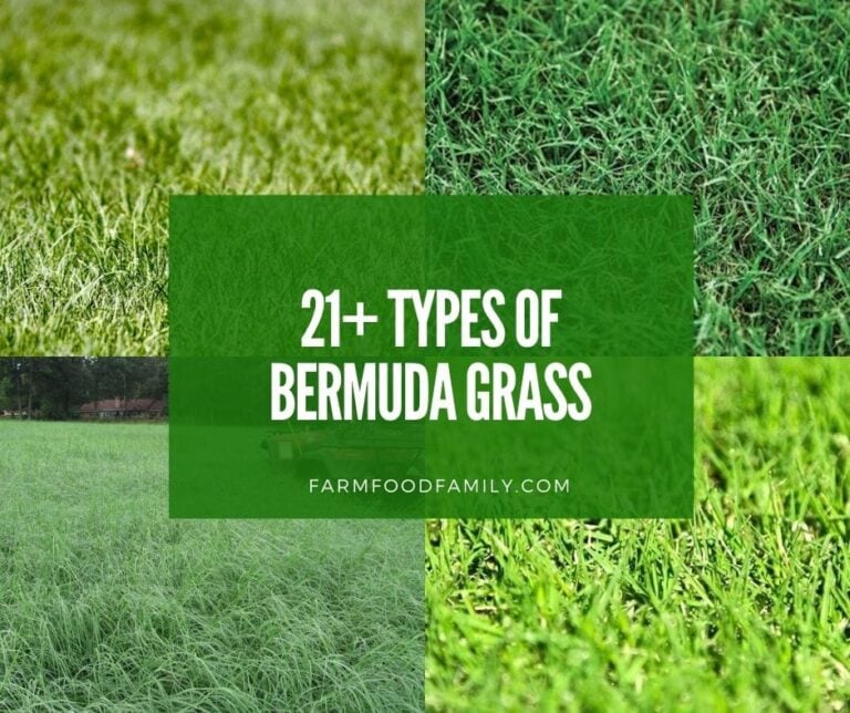 21 Different Types Of Bermuda Grass For Lawn, Hay, and Golf (With Pictures)