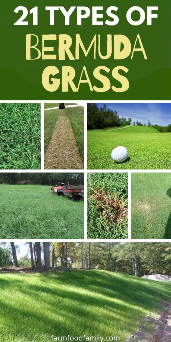 21 types of Bermuda grass with pictures
