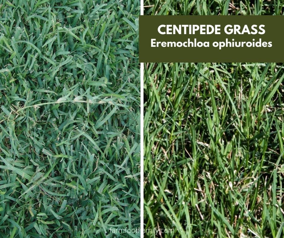 Centipede grass (Eremochloa ophiuroides)