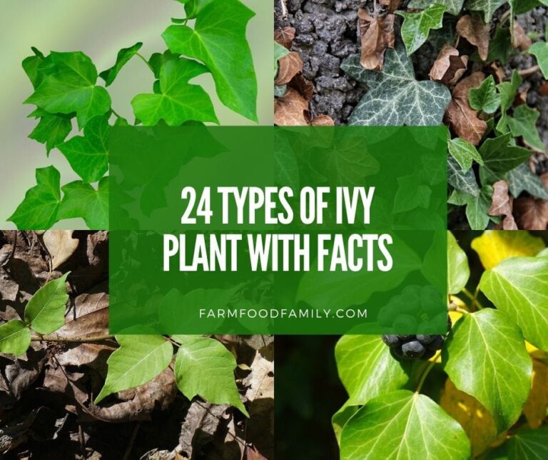 Ivy plants with facts