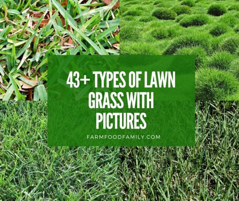 Types of lawn grass with names and pictures