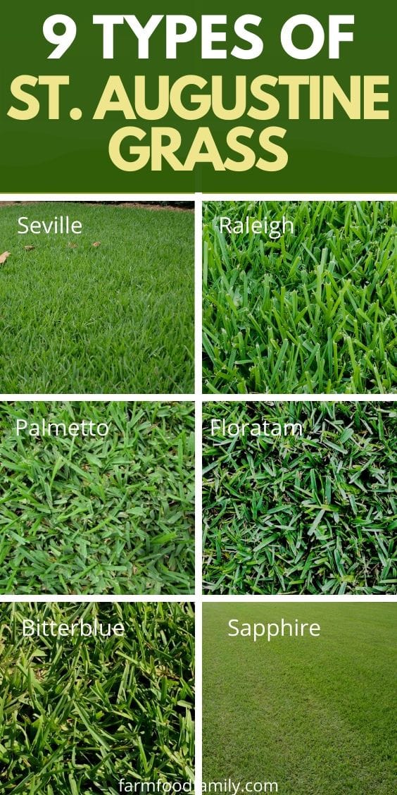 Types of St. Augustine grass and how to grow, problems, diseases