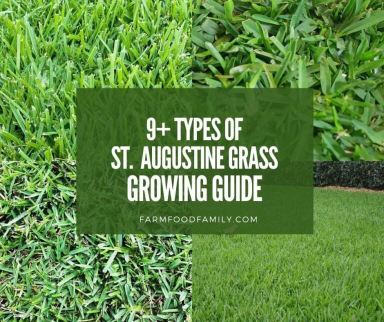 9 Types Of St. Augustine Grass – Growing and Care Guide