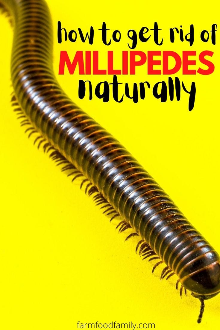 ways to get rid of millipedes naturally