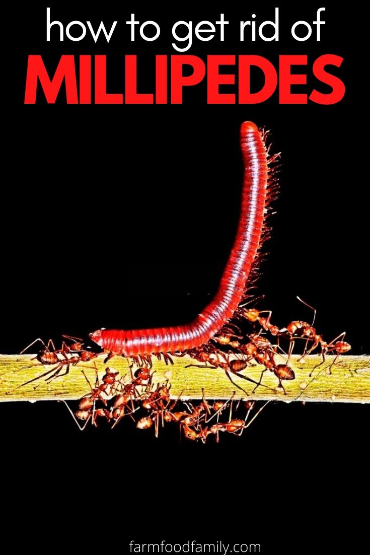 ways to get rid of millipedes