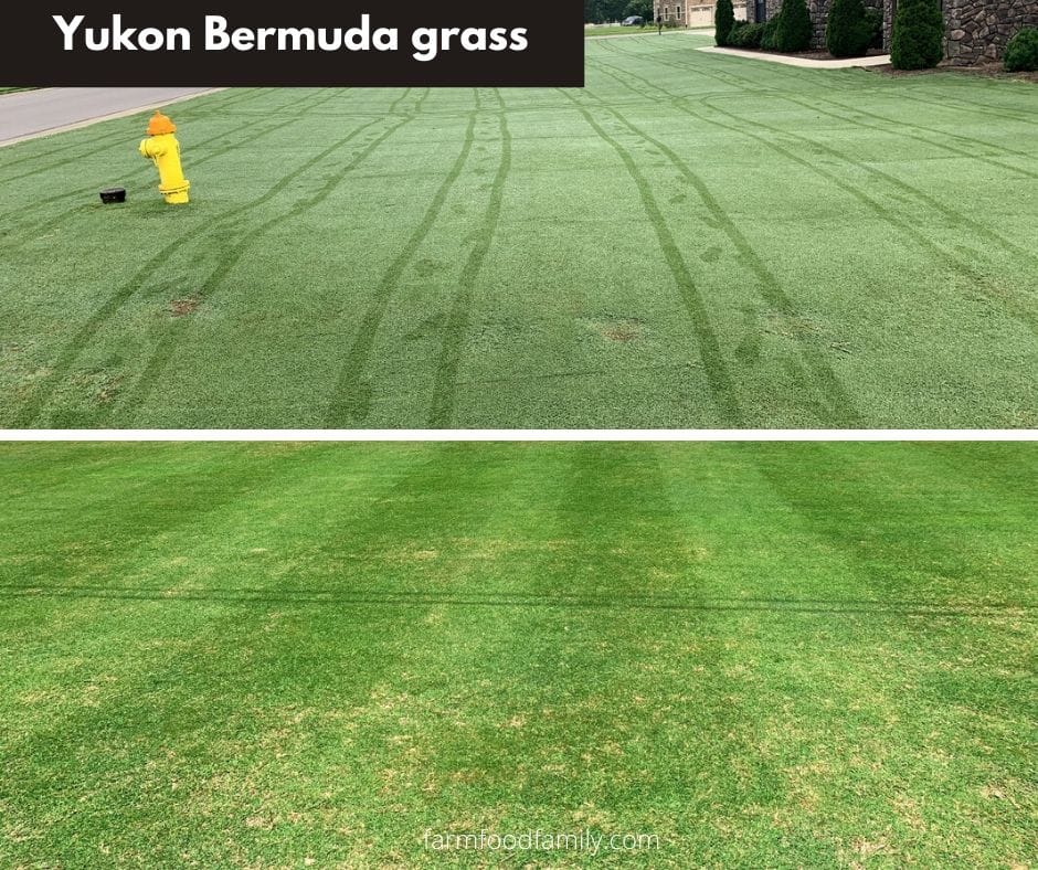 Yukon Bermuda grass