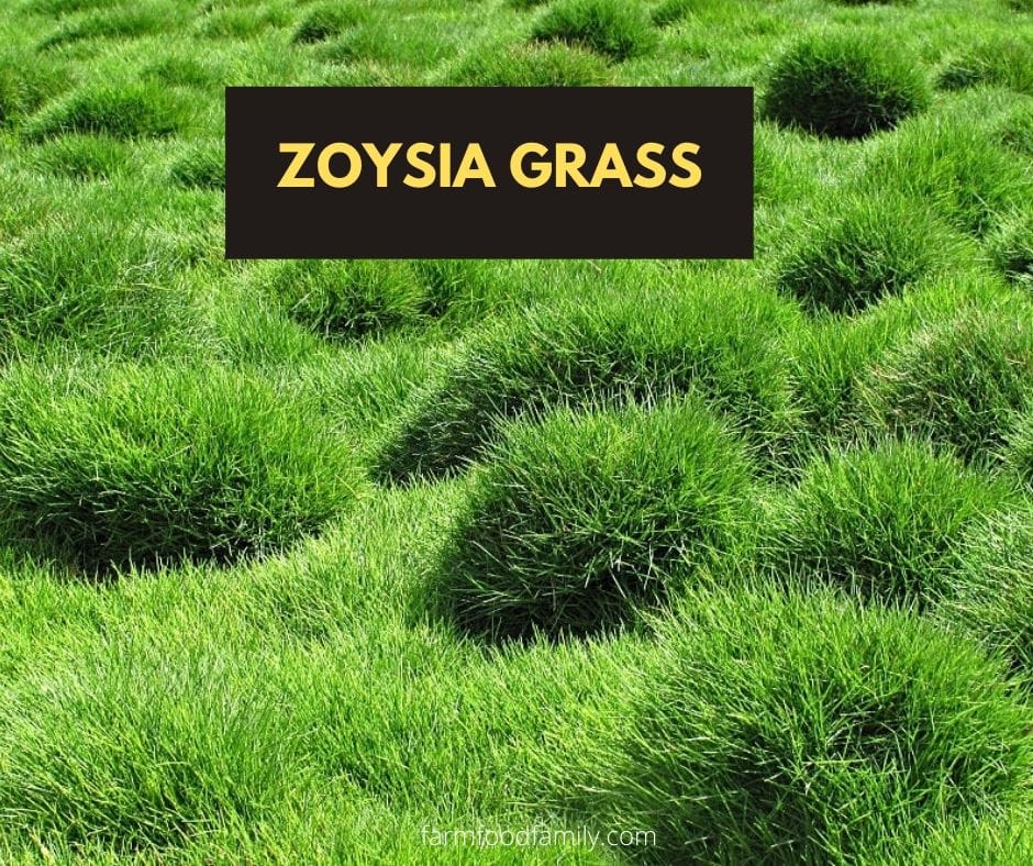 Zoysia grass