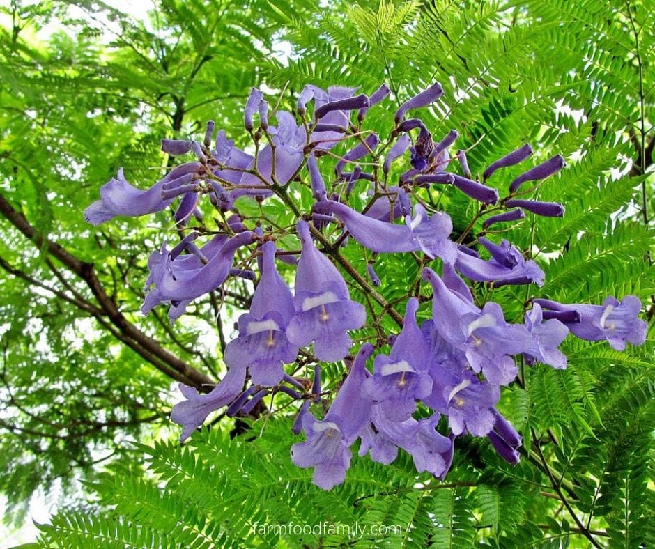 Jacaranda mimosifolia (Blue Jacaranda)