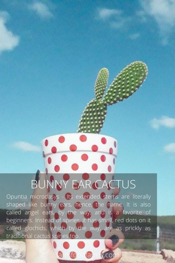Bunny ear cactus (Opuntia microdasys)