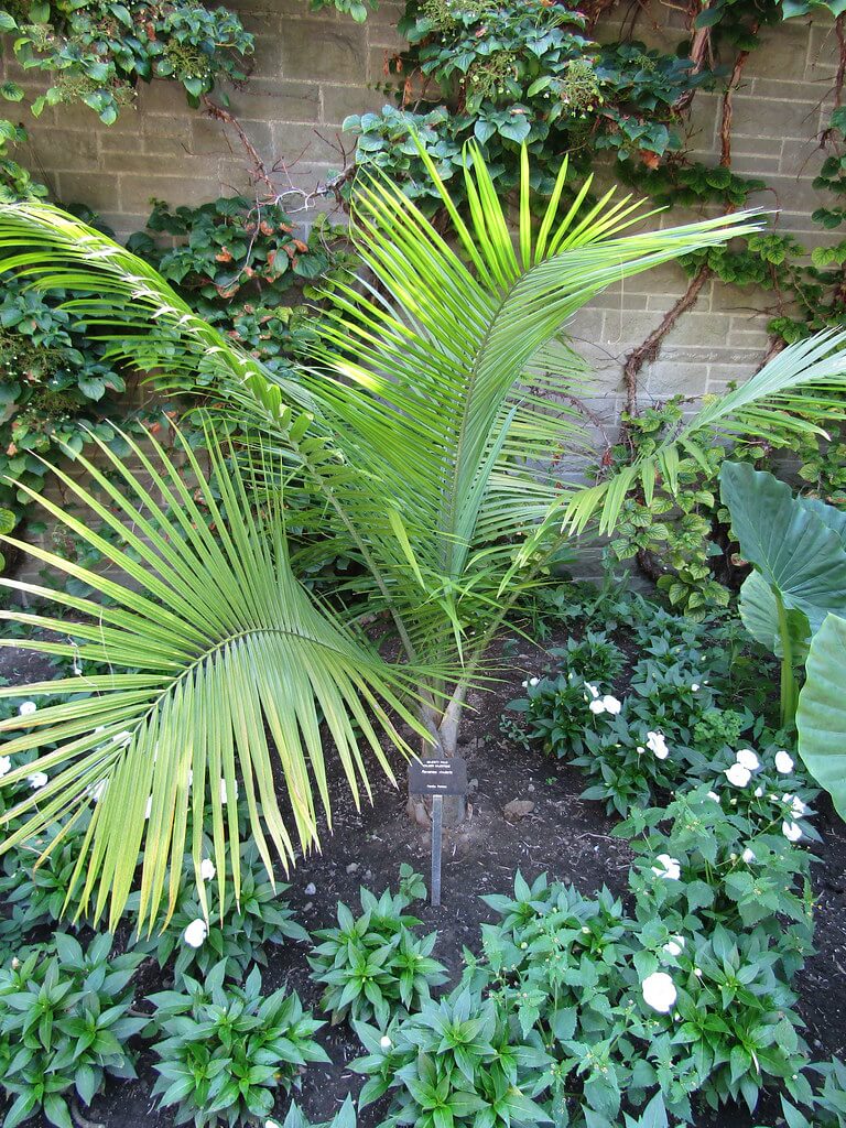 Majesty Palm (Ravenea rivularis)