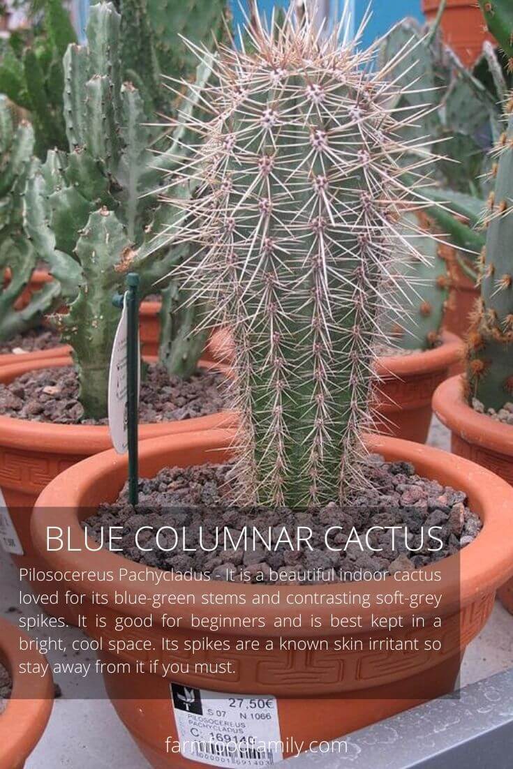 Blue columnar cactus (Pilosocereus Pachycladus)